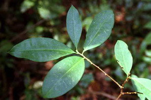Hoja de coca, sustancia controlada, sustancia prohibida, masticación, infusión, ritos religiosos, Evo Morales, julio montes, importación, exportación, compra internacional, compra nacional, comercio exterior, Bolivia, paises andinos, ecuador, brasil, argentina, mexico, Perú, Venezuela, Convención de Viena, tratado de las ameritas, lucha antidrogas