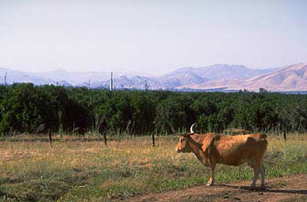 Tierras ociosas, impuesto, valor agregado, samat, seniat, agricultor, agroindustrial, campesino, vielma mora, islr, calculo de isrl, propiedad privada, empresa, calculo del impuesto a tierras ociosas, exoneracin, inti, fondafa, ejercicio fiscal, domicilio fiscal, Maracaibo, Zulia, Venezuela