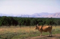Seniat cobrar impuesto a tierras ociosas