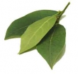 Laurel