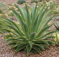 Planta del Tequila podra prevenir la Diabetes y la Osteopororosis