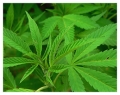 10 razones para legalizar la droga en Amrica Latina
