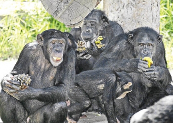 Monos del Edn de los Chimpancs