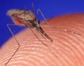 Crean mosquitos transgnicos resistentes al paludismo