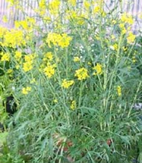 Flores de mostaza
