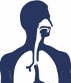 Mdico Neumonlogo, especialista en patologas del aparato respiratorio