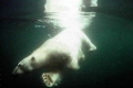 Una osa polar nad 687 kilmetros durante nueve das
