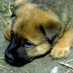 Purina de Venezuela, Puppy Chow, Dog Chow, Cat Chow