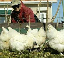 gripe aviar, gripe aviaria, pandemia, gsk, GlaxoSmithKline, laboratorio, vacuna, vacuna contra la gripe aviar, H5N1, h5n1, antigeno, antigeno wikipedia, sistema inmunolgico, pandemias modernas, pandemia de la gripe aviar