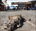 Mercado Las Pulgas de Maracaibo en psimo estado