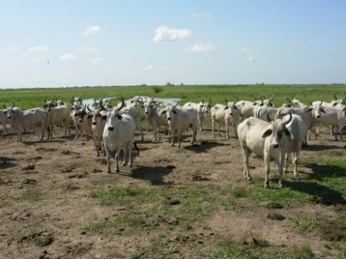 Fauna de los llanos venezolanos