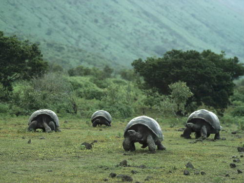 Tortugas gigantes en Santa Cruz Tortugas gigantes en Santa Cruz