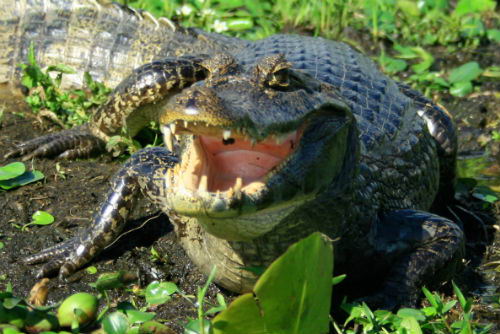Los cocodrilos son uno de los animales que pueden observarse en ésta zona Los cocodrilos son uno de los animales que pueden observarse en ésta zona