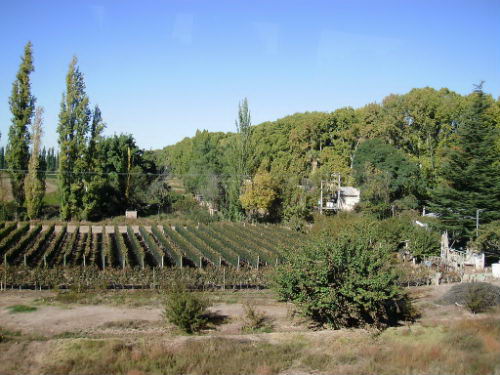 Viñedos de mendoza Viñedos de mendoza