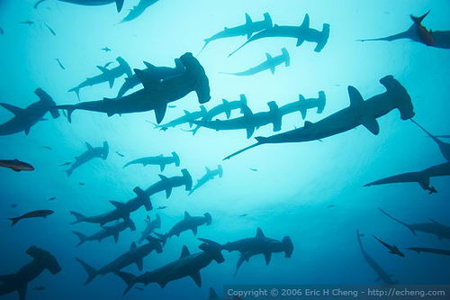 Tiburones en las zonas cercana a la Isla Darwin