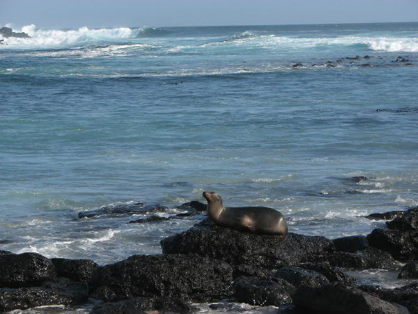 Costa de Isla Pinta Costa de Isla Pinta