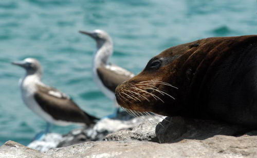 Fauna Isla San Cristobal Fauna Isla San Cristobal