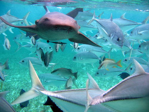 Algunos peces de la reserva