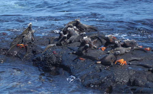 Iguanas y cangrejos sobre las rocas volcnicas