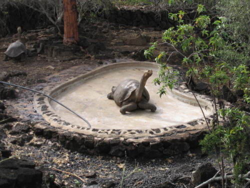 Solitario Jorge Solitario Jorge