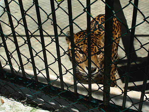 Animales en exhibicin en el Parque Zoolgico