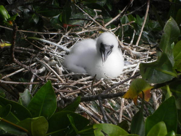 Aves en Isla Genovesa