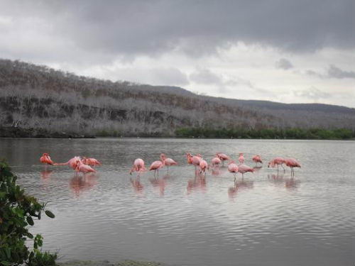 Flamingos en Isla Floreana