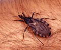 Conozca la Enfermedad de Chagas