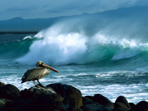 Pelcanos en Islas Galpagos