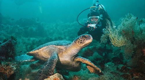 Especies que pueden ser observadas en Punta Espejo. Isla Marchena Especies que pueden ser observadas en Punta Espejo. Isla Marchena