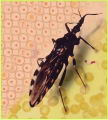 Registran una muerte por mal de chagas en el estado Tchira