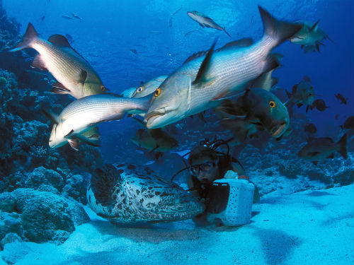 Cod Hole