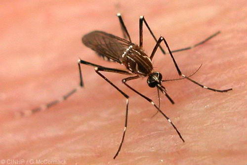 Mosquito Aedes Aegypti Mosquito Aedes Aegypti