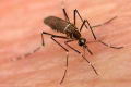 Algunas medidas de prevencin para el dengue