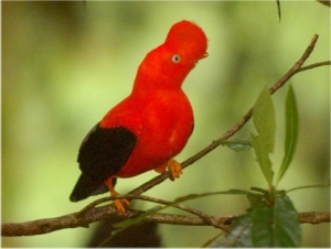 Gallito de las Rocas