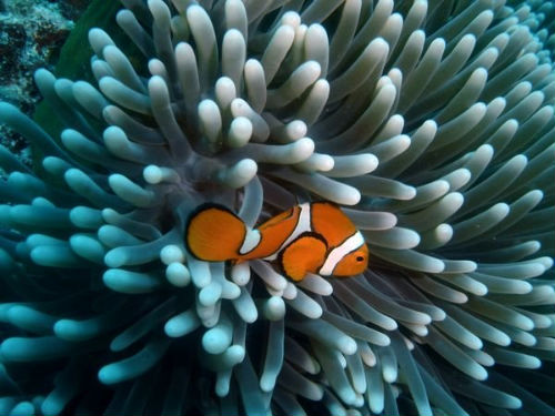 Peces del arrecife