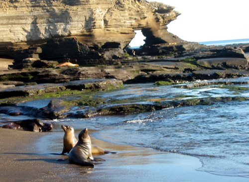 Leones marinos. Isla Floreana Leones marinos. Isla Floreana
