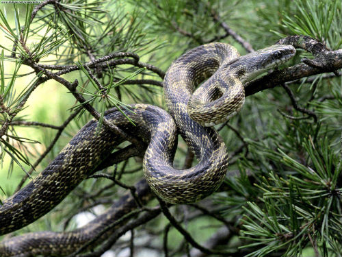 La serpiente cascabel es una de las ms comunes dentro del parque