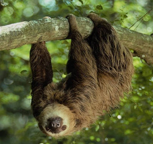 La pereza es una de las especies caractersticas de este parque