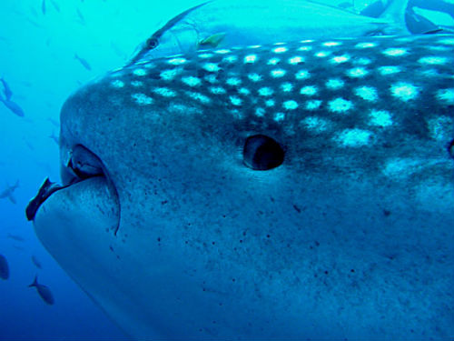 Tiburon Ballena en el Arco de Darwin