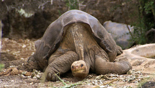 Tortugas gigantes Tortugas gigantes