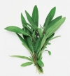 Salvia