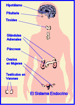 El sistema endocrino del cuerpo humano.
