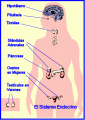 Mdico Endocrinlogo, especialista en desrdenes glndulo-hormonales