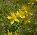 Hierba de San Juan (St. John's Wort) para el cncer y la depresin