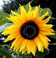 Girasol Gigante, smbolo artstico y climtico en Argentina