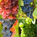 Beneficios y propiedades de las uvas