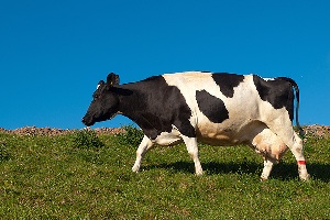 La leche producida por las vacas geneticamente intervenidas sera ms nutritiva que las convencionales.